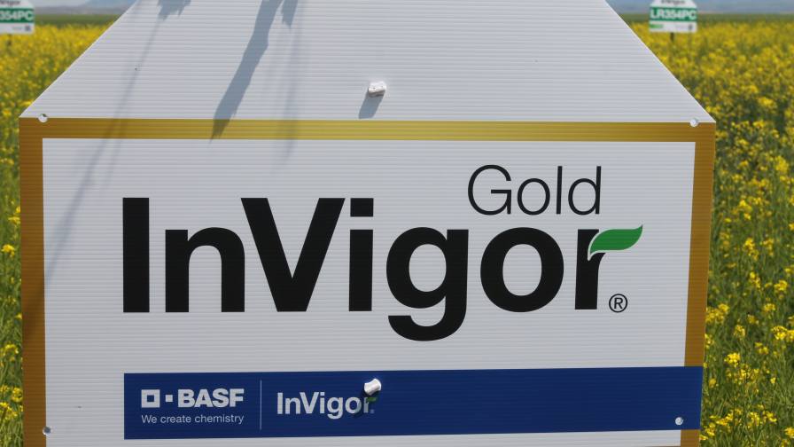 InVigor Gold will feature pod shatter resistance and blackleg disease resistance.