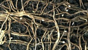 Nematode Control in the Works