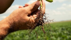 SCN Action Month Returns: BASF and The SCN Coalition Champion SCN Education and Management