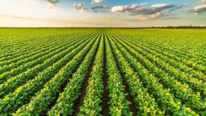 ASA Urges Full USMCA Renewal in USTR Testimony