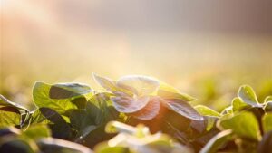 Seed Selection Made Simple: Plan for 2026
