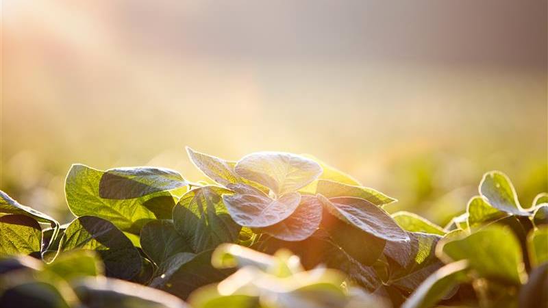Rising Costs and Global Competition Push U.S. Agriculture Toward Breaking Point
