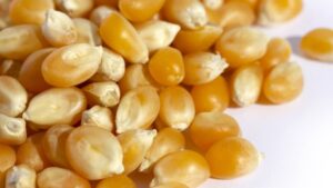 Seed in 2026: Staying Resilient Through Genetics and Smart Tech