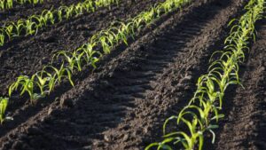 EPA Greenlights PAM As Pesticide Mitigation Tool