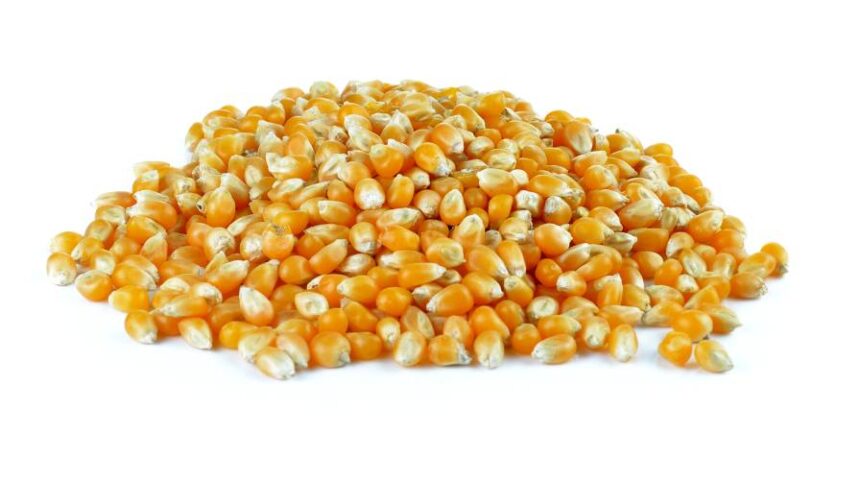 CropLife 100 Report: Seed Sales Slip in 2025, But Long-Term Stability Holds