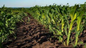 Efficient Fertilizer Consortium Accelerates Fertilizer Solutions for Farmers