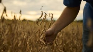 Herbicide Resistance Remains Top Concern As New Solutions Emerge