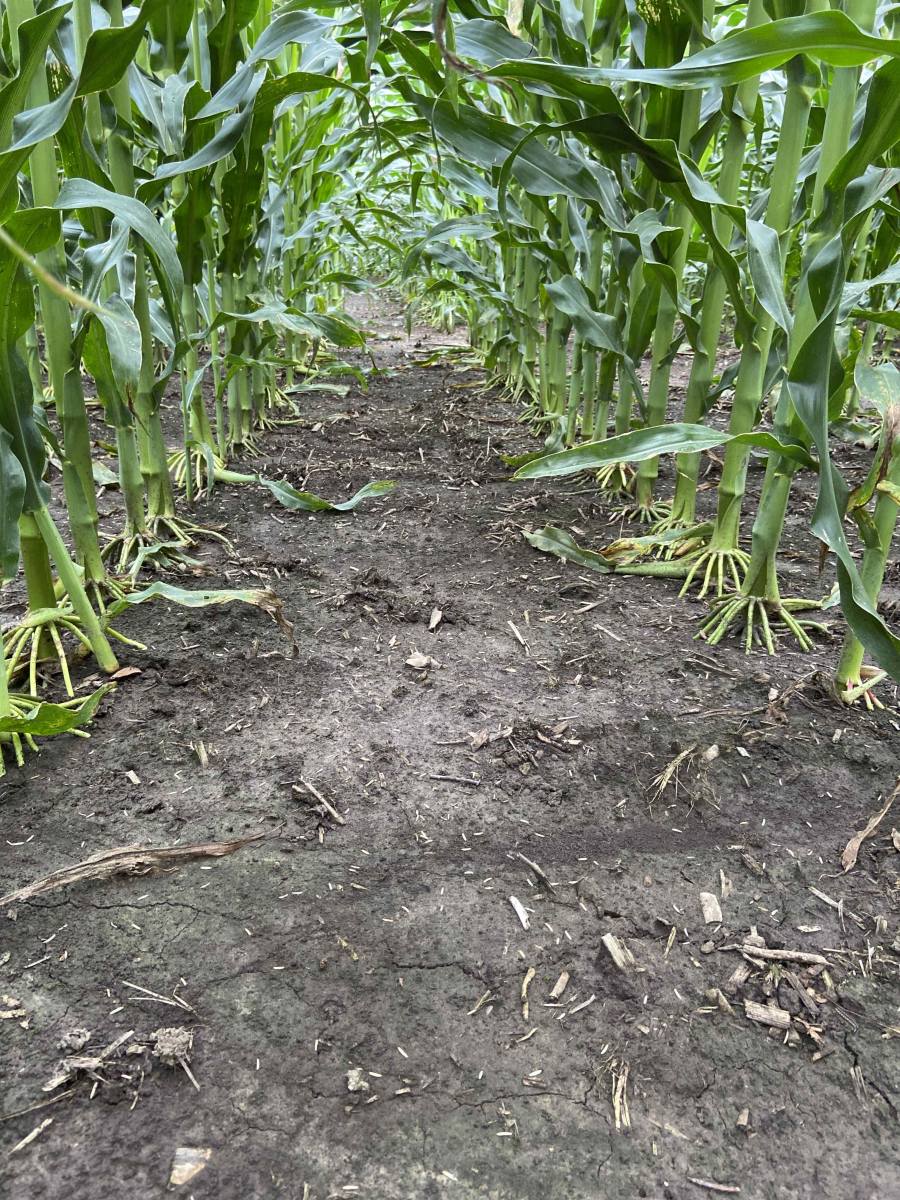 This Storen® corn herbicide treated field in Mount Horeb, Wisconsin, had clean rows and clear results through crop canopy. Photo: Mount Horeb, WI, 7/24/2024, M. Liegel. Syngenta.