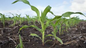 Ostara Advances CG P2X with New, Higher-Analysis Formula Delivering More than 2X the Plant-Available Nutrients