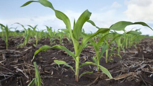 Ostara Advances CG P2X with New, Higher-Analysis Formula Delivering More than 2X the Plant-Available Nutrients