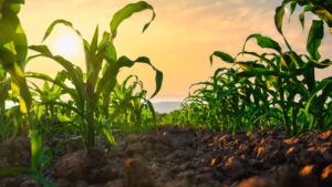 Satellite Data Moves Closer to Real-Time Farm Decisions