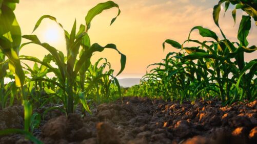 Why Brokers Remain the Essential Behind-the-Scenes Force in U.S. Ag Chem Distribution