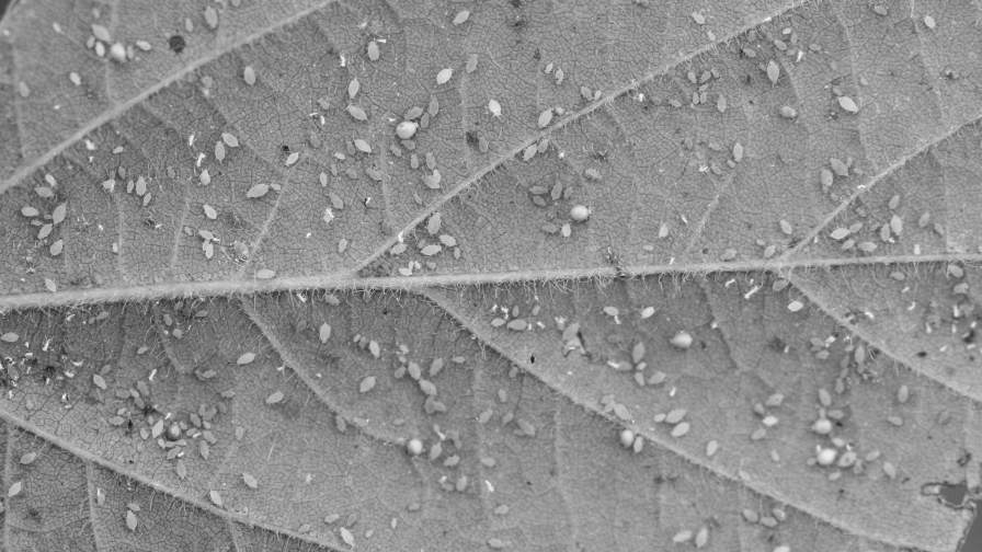 Aphid pressure across the Midwest increased in 2024, so Corteva Agriscience representatives advised growers to adjust their 2025 insecticide plans by using other chemistries that provide more effective aphid control. Photo courtesy of Corteva Agriscience