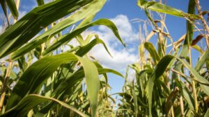 Pests Keep Coming, But So Do Solutions: Growth and Innovation in U.S. Insecticides