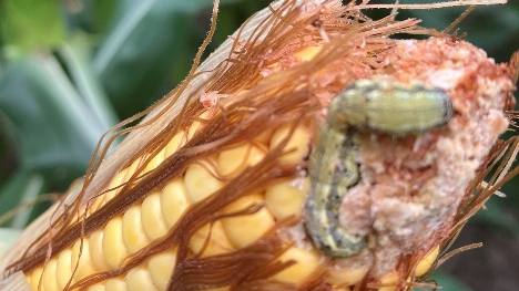 Don’t Let Insect Numbers Eat Into Your Yield