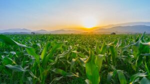 Farm Bill Uncertainty, Atrazine Debate, and Emerging Weed Control Technologies Highlight Challenges Facing Ag Retail