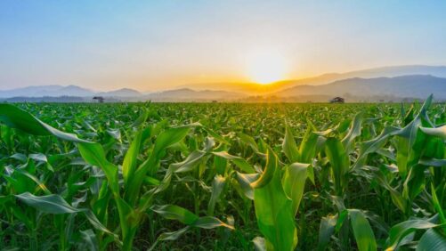 Farm Bill Uncertainty, Atrazine Debate, and Emerging Weed Control Technologies Highlight Challenges Facing Ag Retail