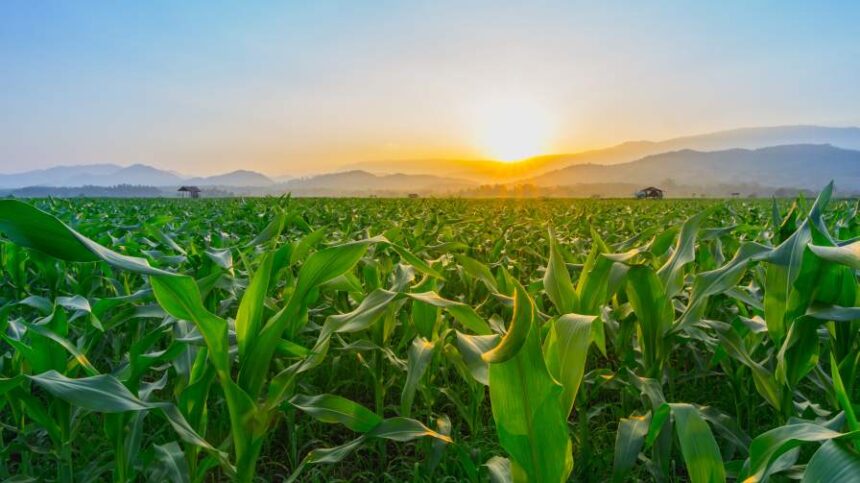 Farm Bill Uncertainty, Atrazine Debate, and Emerging Weed Control Technologies Highlight Challenges Facing Ag Retail