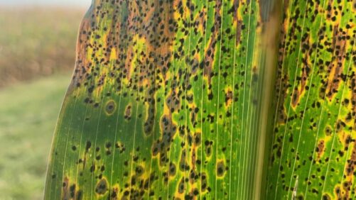 6 Keys to Managing Tar Spot in Corn