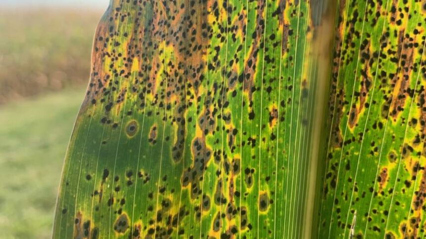 How Mother Nature Shapes 2026 Fungicide Strategies