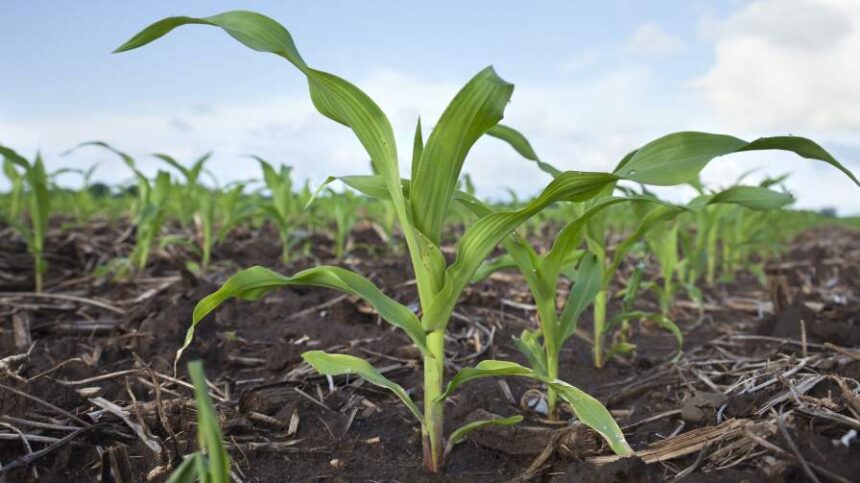 Iowa Corn Growers Encourage DOJ Investigation Into U.S. Fertilizer Industry and Pricing