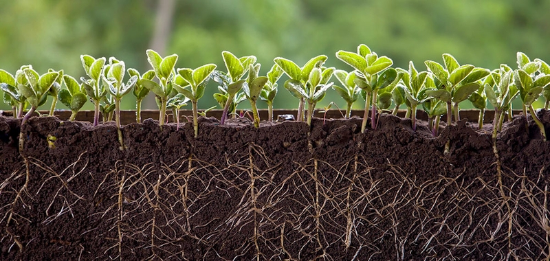 plants with roots