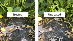 Biologicals: The Next Step in Soil Health and Crop Performance
