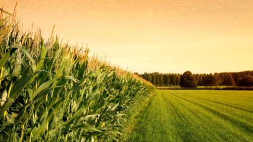 Seven Students Selected to Take Part in 2026 Gateway to Ag Careers Program