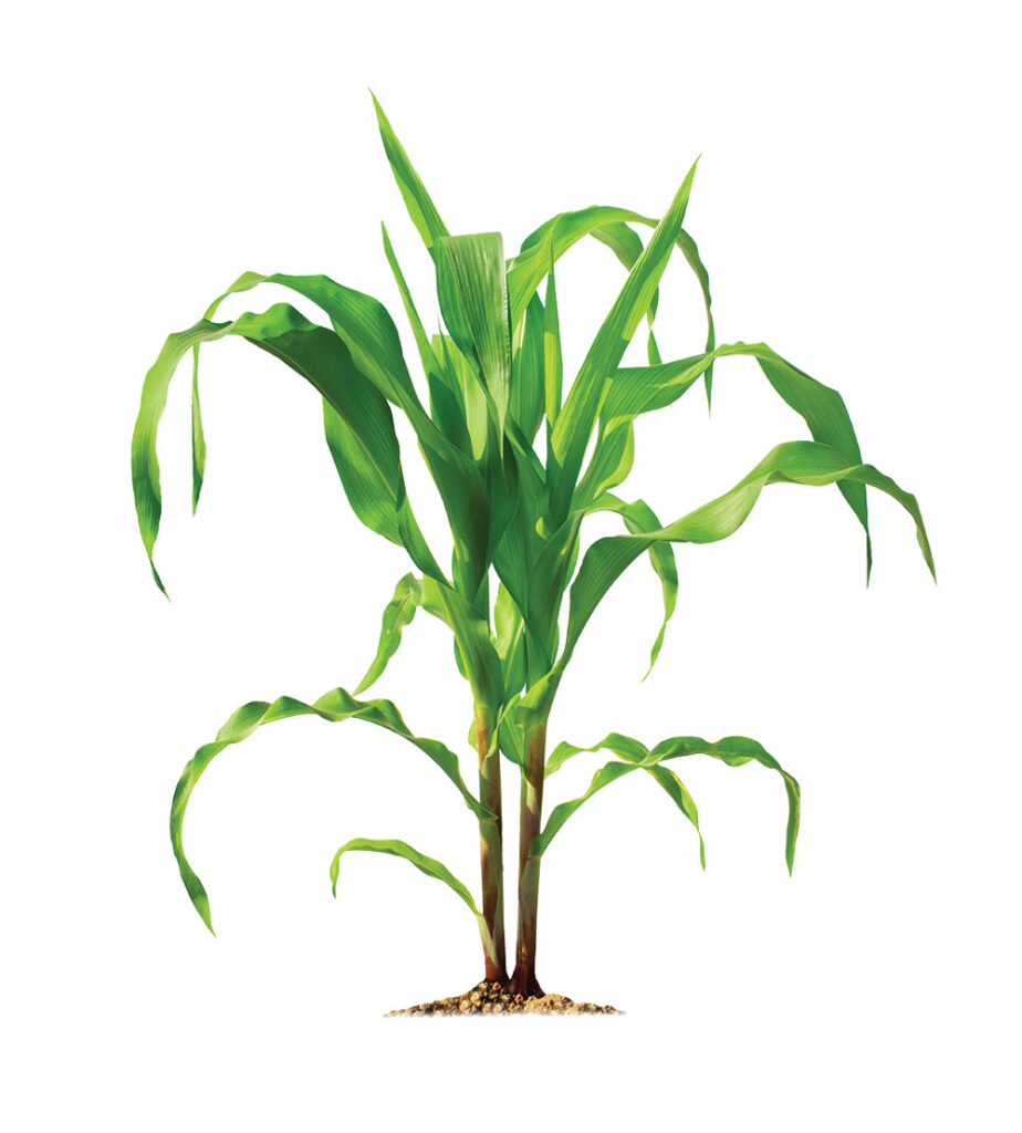 crop