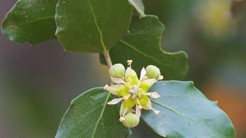 From Chile’s Forests to Fields, Syngenta Brings Botanical-Based Biofungicide to the Americas