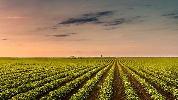 Agriculture Woes: Bad Guys or Bad Timing?