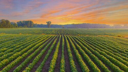 For Agriculture, Dealing with MAHA Continues