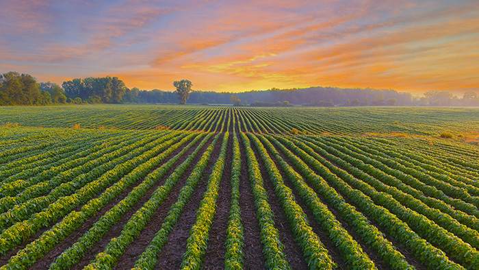 For Agriculture, Dealing with MAHA Continues