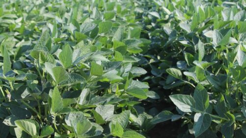 Staging Soybeans for Fungicides at the R3 Growth Stage