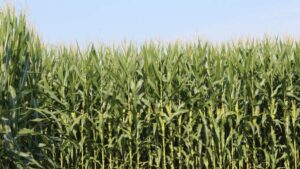 Preceon Smart Corn System Expands Ground Breakers Program as Bayer Advances Toward Commercial Launch