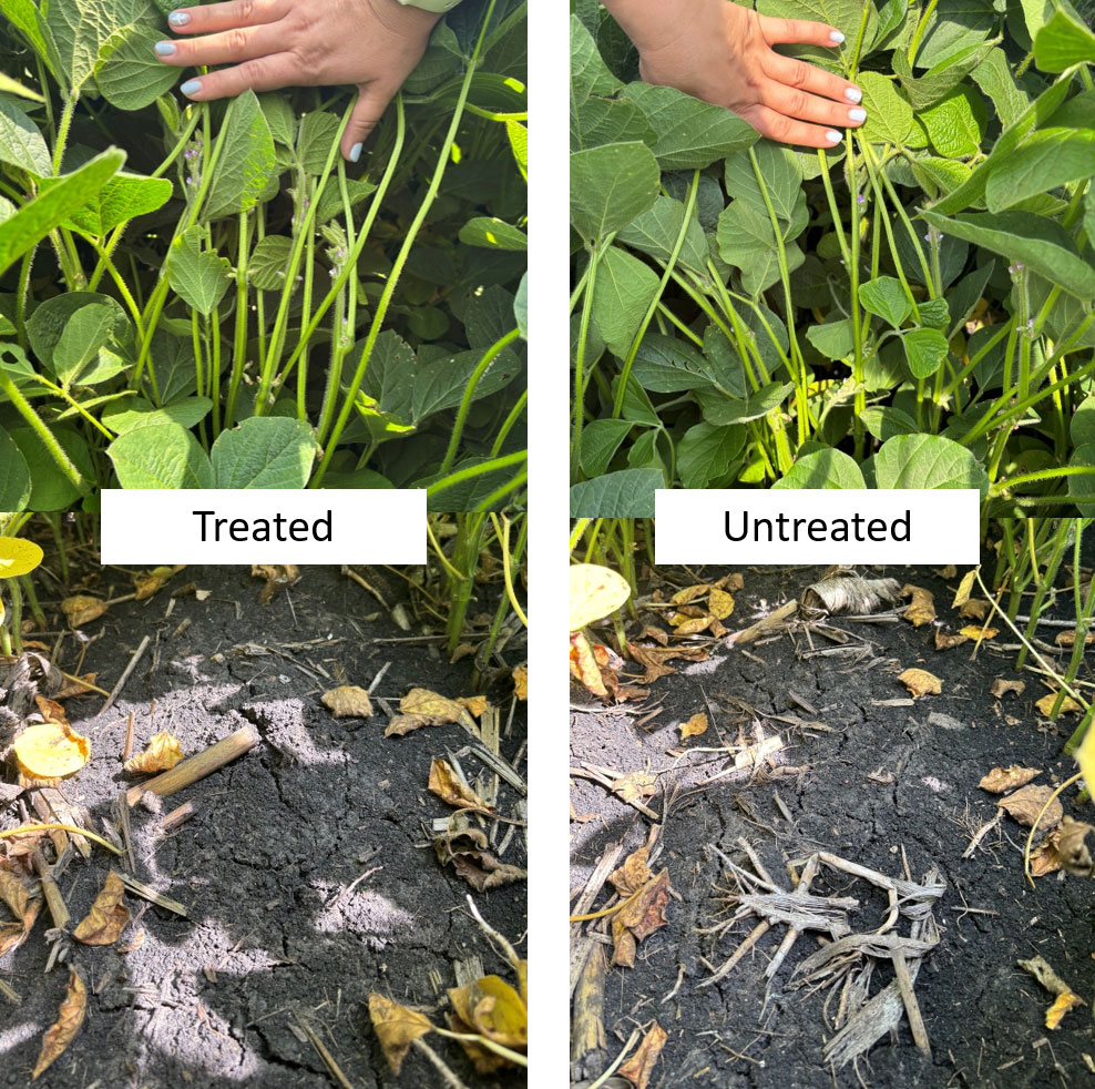 Treated and Untreated