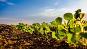 Biostimulants Market Maturation: Top 6 Trends to Watch