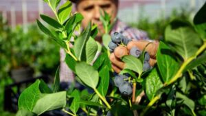 Balchem Launches Metalosate T.E.A.M. Plant Tissue Analysis Digital Platform for Specialty Crops