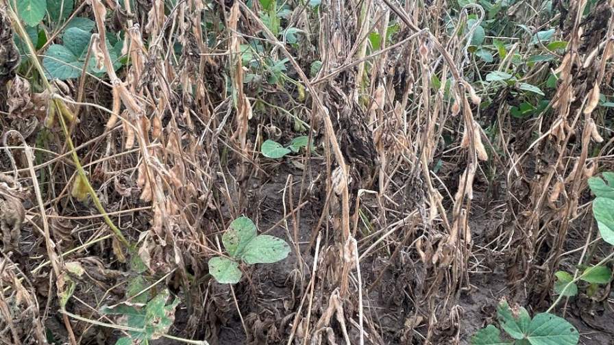 White mold (sclerotinia sclerotiorum) is a persistent, yield-limiting disease affecting growers across the Northern U.S. Its ability to survive in soil for years and infect a wide range of broadleaf crops,