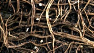 Getting Ready for Insects and Diseases in 2026