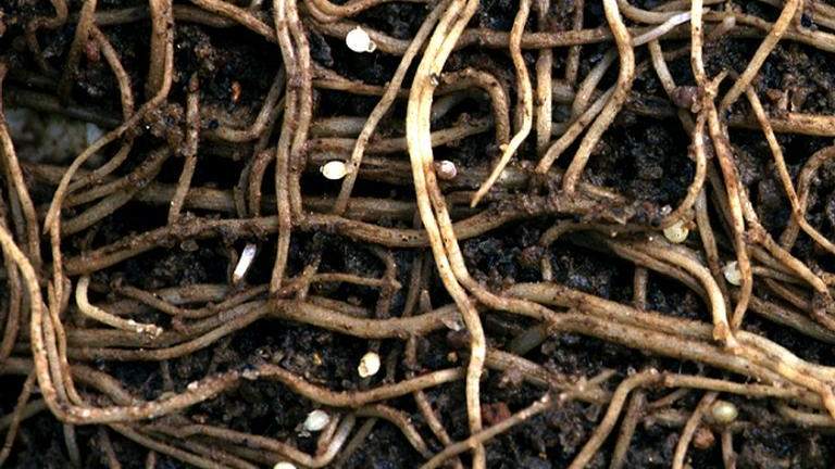 Soybean Cyst Nematode. Photo: Jonathan D. Eisenback, Virginia Polytechnic Institute and State University, Bugwood.org