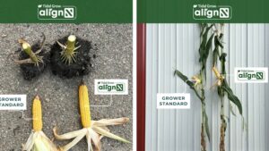 Rethinking Nitrogen Strategy as Pressure Mounts