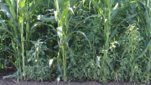 Restocking the Herbicides Toolbox: What Ag Retailers Need to Know for 2026