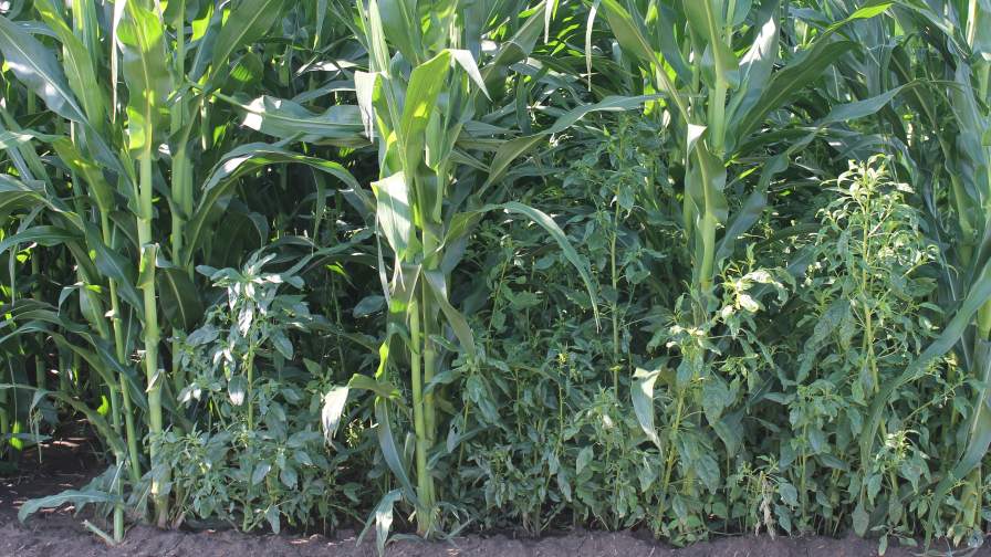 Restocking the Herbicides Toolbox: What Ag Retailers Need to Know for 2026  - CropLife
