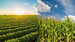 BASF’s Real Results Yield Challenge Returns for 2026 Season