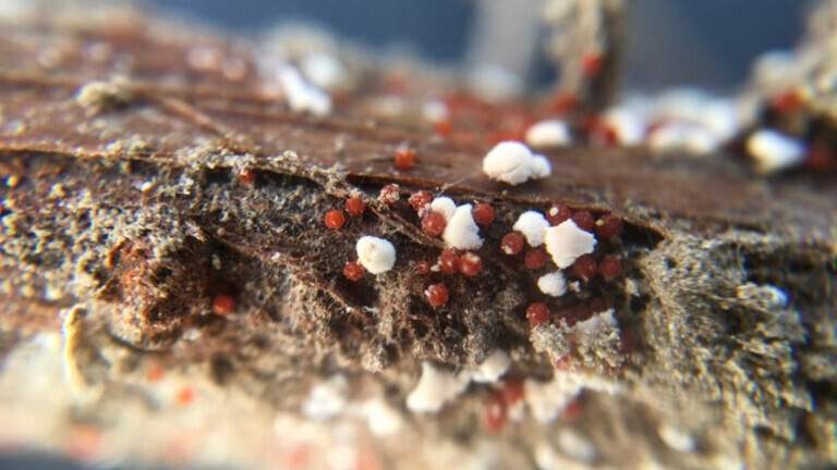 Red Crown Rot of SoybeanPhoto: Seth Geisler, Bugwood.org