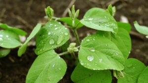 Quick knockdown and flexibility keep farmer demand high for one insecticide across multiple crops