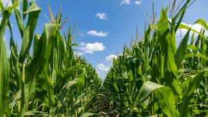 Tips to Help Growers Stretch Their Nitrogen Investment This Season