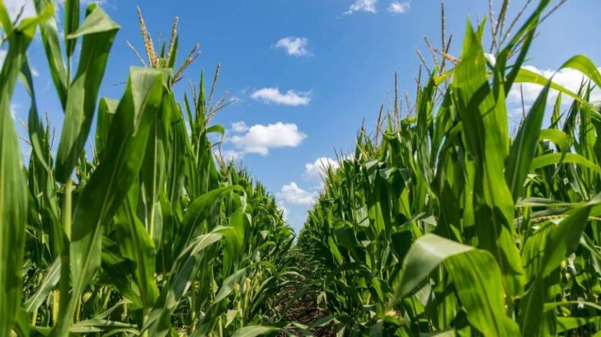 Tips to Help Growers Stretch Their Nitrogen Investment This Season