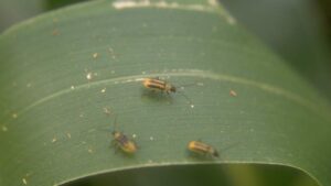 The Billion-Dollar Battle: Using Integrated Pest Management to Combat Corn Rootworm